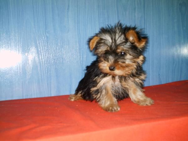 Regala un yorkshire terrier por San Valentin