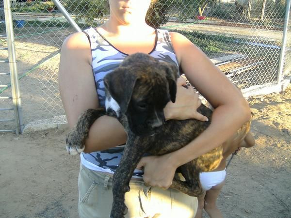 se vende boxer hembra
