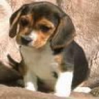 ULTIMO  BEAGLE - mejor precio | unprecio.es