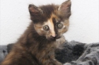 Sabrina gatita DE LO MÁS hermosa en adopción - mejor precio | unprecio.es