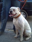 Boxer x Villano Encartaciones, excelente camada - mejor precio | unprecio.es