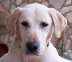 Bruno, labrador ciego, busca lazarillo humano - mejor precio | unprecio.es