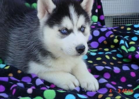 cachorro Siberian Husky