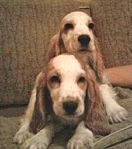 Cachorros de cocker spaniel inglés