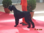 Cachorros schnauzer gigante negro - mejor precio | unprecio.es