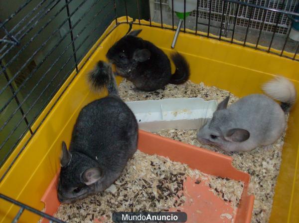 CHINCHILLAS VARIEDAD COLORES