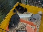 CHINCHILLAS VARIEDAD COLORES - mejor precio | unprecio.es