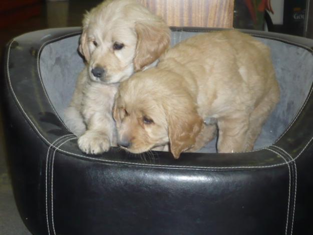 golden retriever