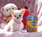 Impresionante Chihuahua cachorros como regalo - mejor precio | unprecio.es
