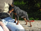 pinscher semenal disponible - mejor precio | unprecio.es