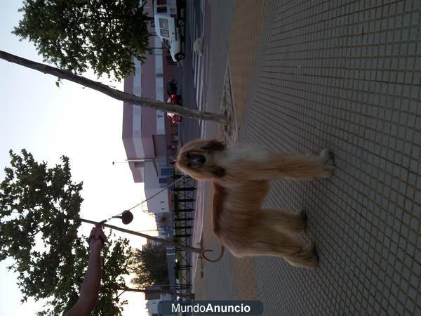 PRECIOSA HEMBRA DE GALGO AFGANO BUSCO MACHO PARA MONTA