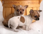 Precioso Cachorros de chihuahuas. - mejor precio | unprecio.es