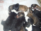 Se venden cachorros collies de pura raza. - mejor precio | unprecio.es