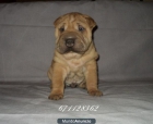 SHAR PEI ...CACHORRO - mejor precio | unprecio.es