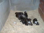 VENDO CACHORROS BOXER!! - mejor precio | unprecio.es