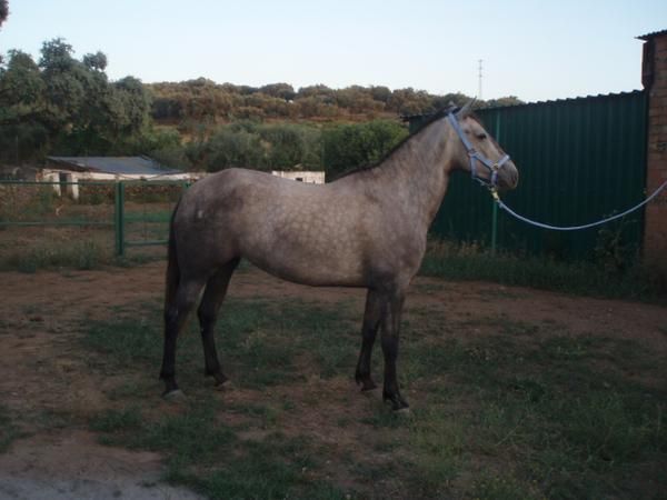 yegua española,montada