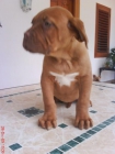 Cachorras Dogo de Burdeos - mejor precio | unprecio.es