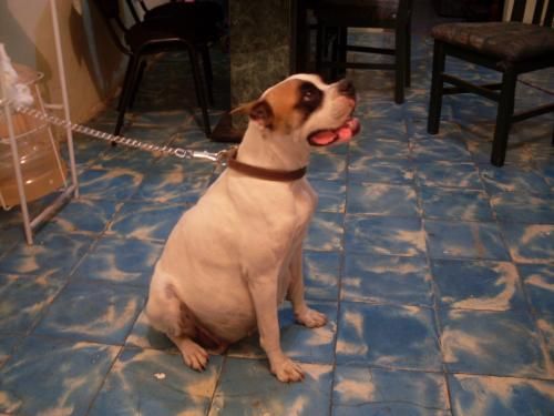 cachorritos boxer legitimos en monterrey