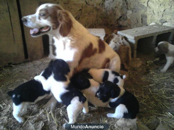 cachorros BRETONES