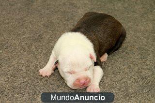 Cachorros de American Stanford