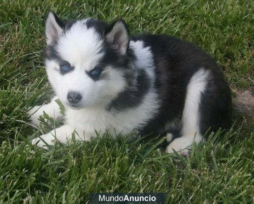 Conoce la Caridad! Ella es un dulce gris / blanco cachorro hembra husky