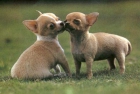 disponemos de preicosos cachorros de chihuahua.machos y hembras - mejor precio | unprecio.es
