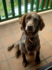 KOI, PRECIOSO MESTIZO DE SETTER EN ACOGIDA O ADOPCIÓN URGENTE! - mejor precio | unprecio.es