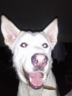 Regalo cachorro - mejor precio | unprecio.es