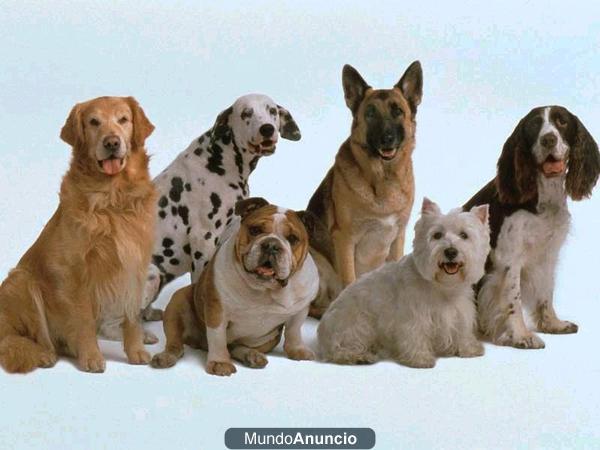 Sacale el pedigree a tu perro en el IV RRC de Roquetas de Mar