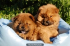SE BUSCA FAMILIA PARA CACHORRO CHOW CHOW - mejor precio | unprecio.es