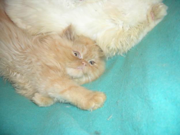 Se venden Gatitos Persa Americanos y Europeos por 180 €