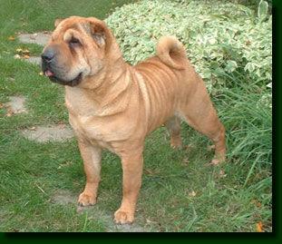 SHAR PEI MACHO PARA MONTAS