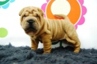 Shepeis Cachorros Disponibles Machos y Hembras -- animalflower.es - mejor precio | unprecio.es
