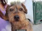 Trixie, x de teckel de un añito que tiraron por encima de la valla. - mejor precio | unprecio.es