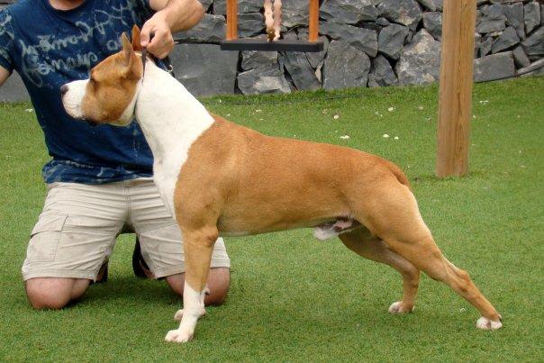 American Staffordshire Terrier Cachorros