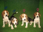 Beagles cachorros de dos meses, 240 - mejor precio | unprecio.es
