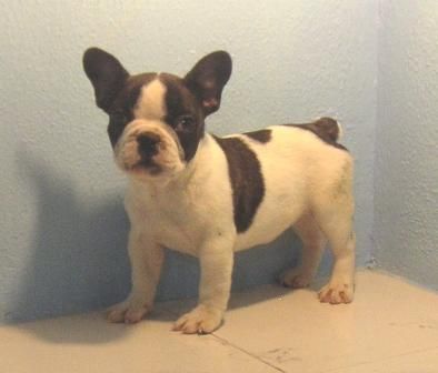 BULLDOG   FRANCES   450  c/u