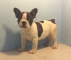 BULLDOG   FRANCES   450  c/u - mejor precio | unprecio.es