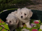 Cachorros de Bichon maltes ¡Garantía veterinaria! - Madrid - mejor precio | unprecio.es