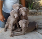 Cachorros weimaraner listos para entregar. - mejor precio | unprecio.es