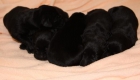 Camada de Labradores negros - mejor precio | unprecio.es