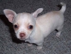 Chihuahua cachorros bonito para su aprobaciÃ³n â¬ 70 - mejor precio | unprecio.es