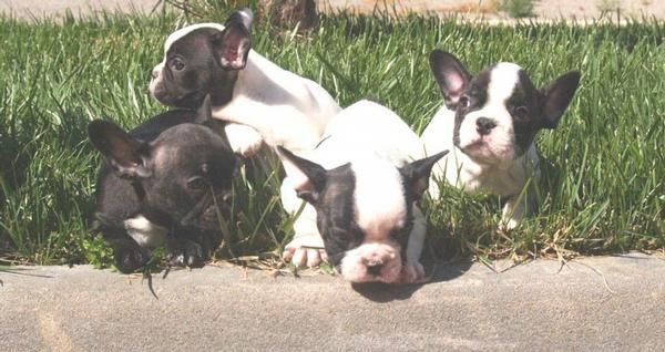 Espectacular camada de Bulldog Frances a tu alcance. - Murcia