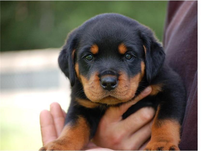 Feminino Rottweiler filhote de cachorro disponíveis agora