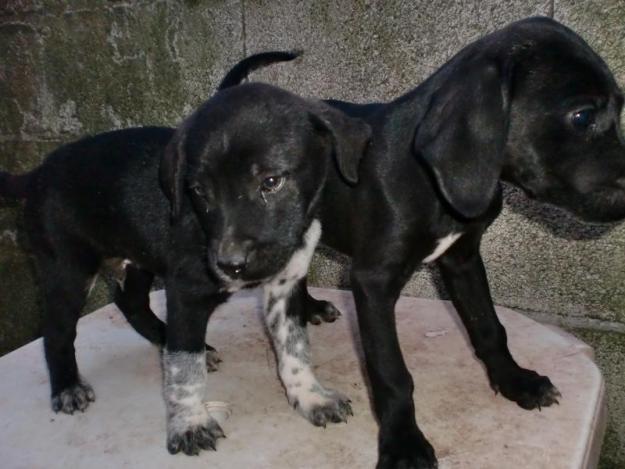 Parejita de cachorros x dalmata y labrador (Cádiz)