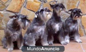 PELUQUERIA CANINA EN DOMICILIO MADRID Y ALRREDEDORES