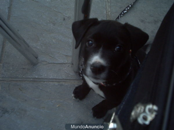 Regalo cachorro labrador cuatro meses