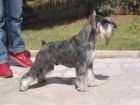 SCHNAUZER MINIATURA SAL Y PIMIENTA - mejor precio | unprecio.es