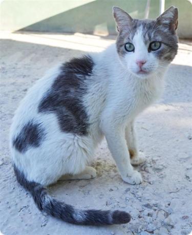 Gandalf, gato en adopción, merece su oportunidad por fin