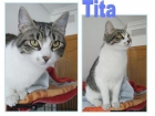 Tita, gata más linda y dulce imposible de encontrar. Busca hogar - mejor precio | unprecio.es